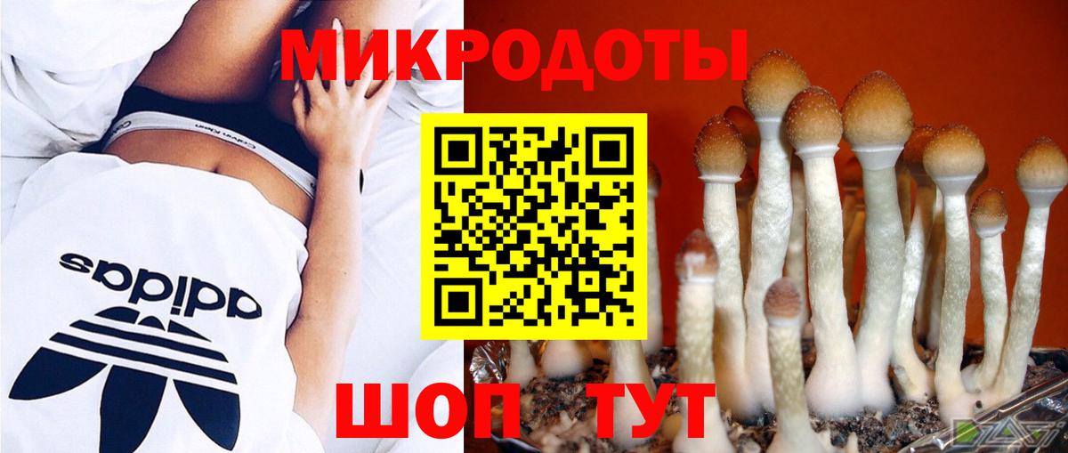 Псилоцибиновые грибы Psilocybe Горячий Ключ
